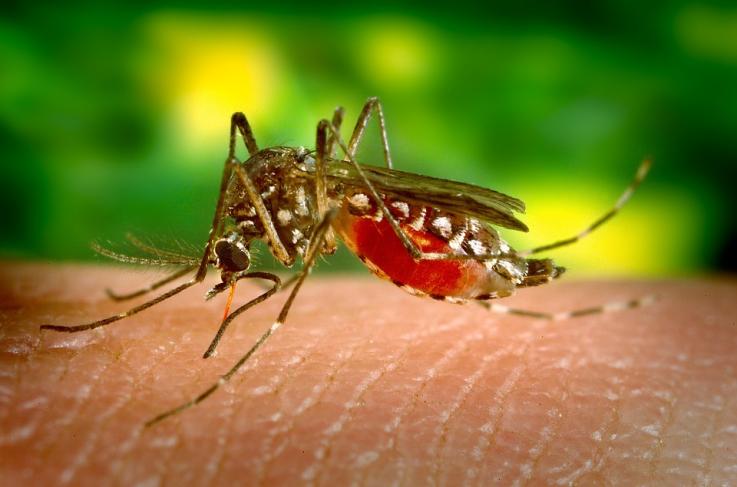 A female Aedes aegypti mosquito; only the females feed on blood. Malaria Mosquito