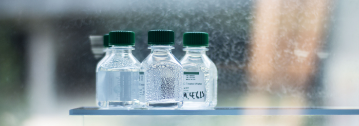 Vaccines created in the UW Pathobiology Lab A photo of vaccines