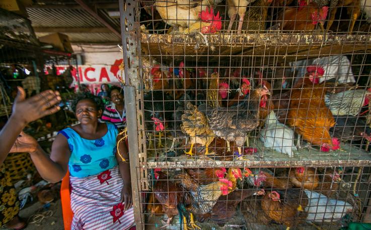 Photo of a woman with chickens in Kisumu, Kenya