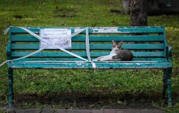 cat on bench