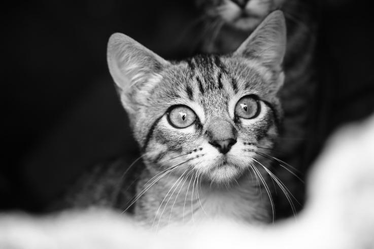 Photo of a house cat