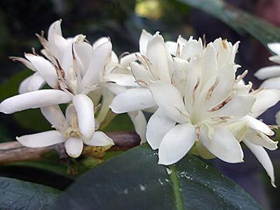 Coffee Flowers Coffee Flowers