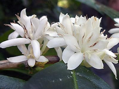 Coffee Flowers