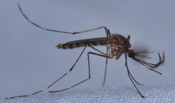 mosquito