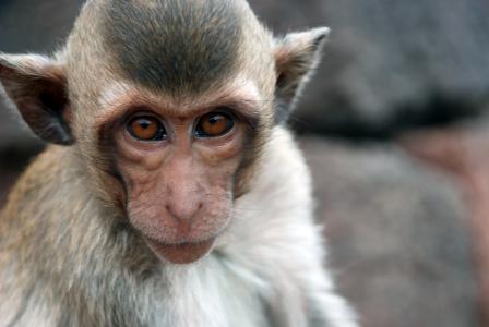 Macaque Monkey