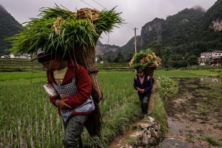 Photo of rice farmers in southeastern China