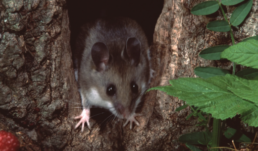A mouse comes out of a hole in a tree
