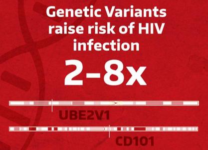 Genetic variants raise risk of HIV infection by two- to eight-fold
