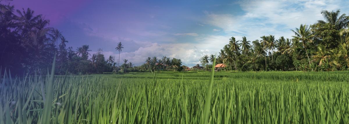Photo of rice fields in Ubud