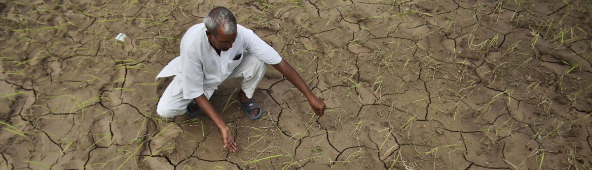 Photo of a farmer assessing dry land