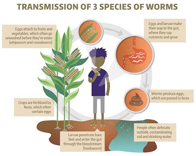 Diagram of the transmission of three species of worms